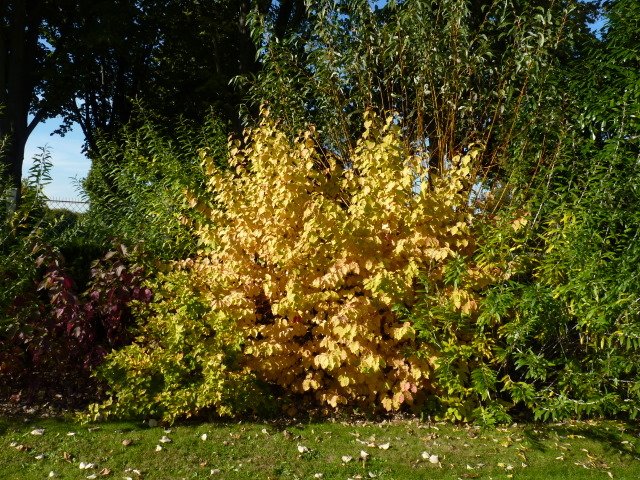 Cornus sanguinea 'Winter Flame' automne